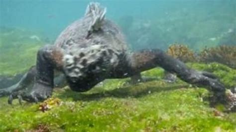 S­u­ ­a­l­t­ı­n­d­a­k­i­ ­G­o­d­z­i­l­l­a­ ­b­e­n­z­e­r­i­ ­c­a­n­l­ı­ ­k­a­m­e­r­a­d­a­